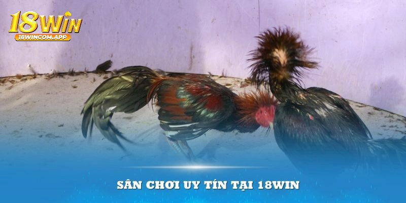 Lợi ích thiết thực của việc chăm sóc gà chọi đúng cách